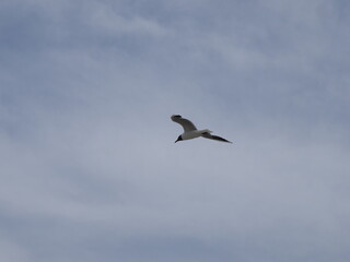 Obraz premium Seagull in flight against a blue sky with light clouds