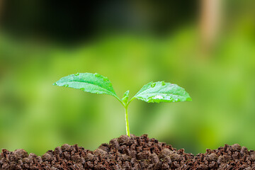 Vibrant young plant emerging from rich soil under radiant light. Young plant sprouting from soil with sunlight. Close up of Spring bud Growing with Birght Green nature background