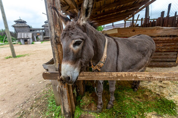 Fenced wooden paddock with domestic donkeys