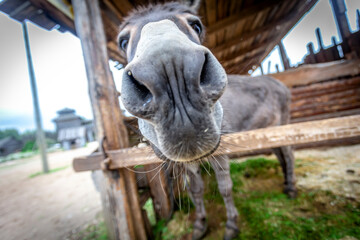Fenced wooden paddock with domestic donkeys
