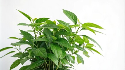 Fototapeta premium a lush green plant with vibrant leaves in a simple white background, showcasing its natural beauty and simplicity, plant life, leafy greens, greenery, nature, peaceful