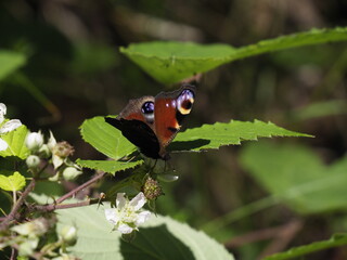 Butterfly on a green leaf among blooming plants in the forest in summer