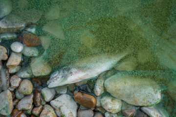 Dead fish on rocks on the shore, ecology.