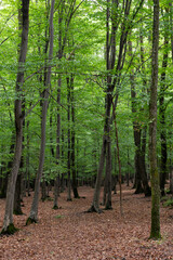 Obraz premium View of a serene forest with a leafy floor and tall trees, perfect for showcasing natural beauty and environmental themes.