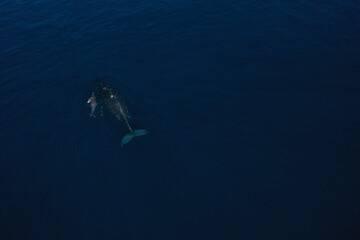 Mom and baby humpback whale swimming together in Maui Hawaii