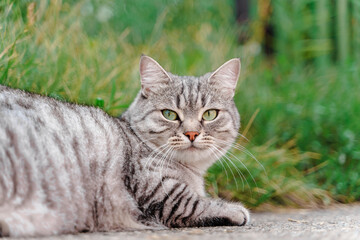 Obraz premium Beautiful street cat meows with its mouth open outside in summer