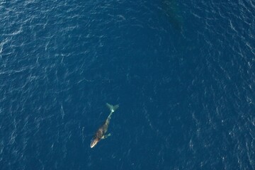 Mom and baby humpback whale swimming together in Maui Hawaii