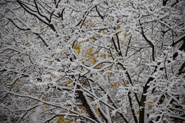 The first snow of autumn covers tree branches with yellow leaves, creating contrasting patterns.