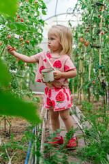 Cute child girl 2-years old collects Small cherry tomatoes in the greenhouse.