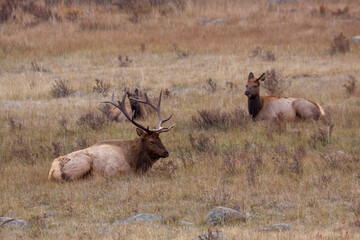 Bull Elk During the Rut in Autumn in Colorado