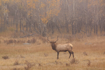Bull Elk During the Rut in Autumn in Colorado
