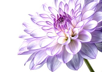 Obraz premium Abstract Fractal Purple Flower on a White Background in Low Light, Capturing the Intricate Details and Ethereal Beauty of Nature's Patterns and Colors for Artistic Inspiration