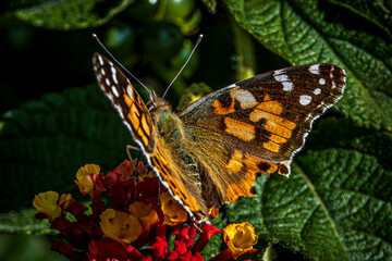 butterfly on flower