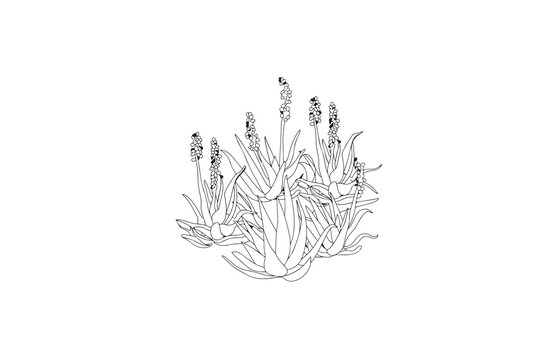 recommend clip art: aloe vera silhouette vector outline art illustration logo design
                    