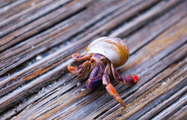 hermit crab on the beach © E