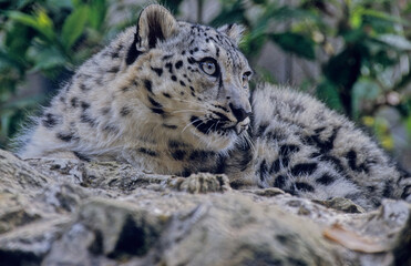 Obraz premium Snow leopard