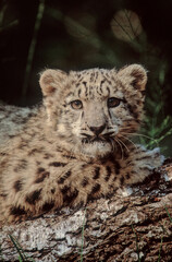 Obraz premium Snow leopard