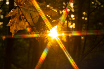 Spectra of the setting sun.
When light passes through the crown of a tree, patterns are formed.
