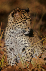Amur leopard