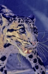 Fototapeta premium Clouded leopard