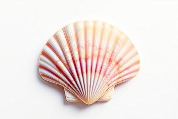 Fototapeta premium Delicate Orange and Pink Seashell on White Background