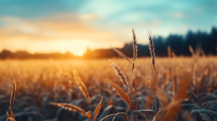 Fototapeta premium Close-up of wheat field at sunset with golden sunlight illuminating the ripe grains and blurred background of trees and sky.