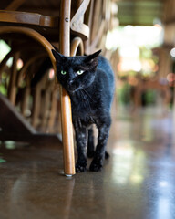 black cat