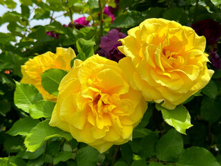 Bright yellow roses flowers floribunda. 
