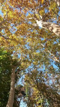 Vertical video of walking beneath the golden autumn leaves of tall London plane trees (Platanus&nbsp;hispanica) stretching towards a bright blue sky
