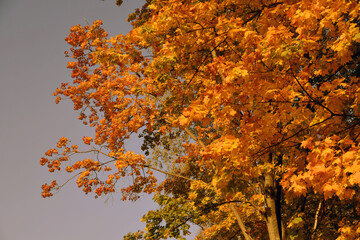 Autumn in the park