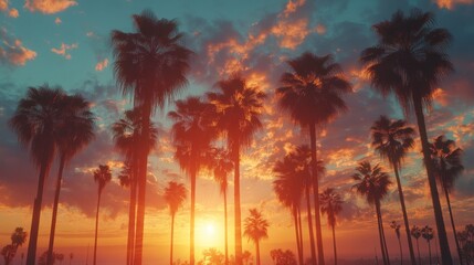 Fototapeta premium Sunset Palm Trees Silhouette