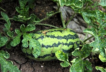 young watermelon still attached to the tree, fresh watermelon with green leaves
