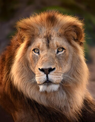 Lion. Symbolizes strength and courage its natural habitat