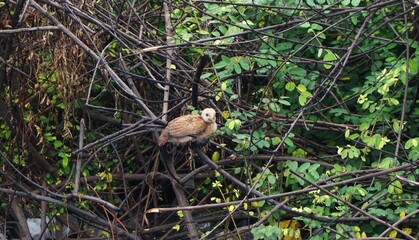 Obraz premium chicks perched on the branches of a bush