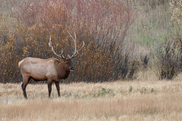 Bull Elk During the Rut in Yellowstone National Park Wyoming in Autumn