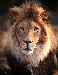 Lion. Symbolizes strength and courage its natural habitat