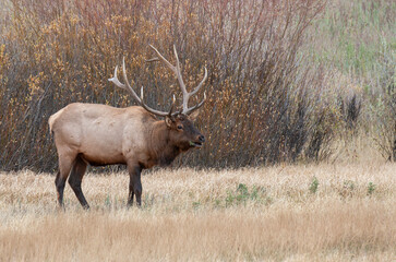 Bull Elk During the Rut in Yellowstone National Park Wyoming in Autumn