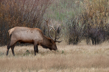 Bull Elk During the Rut in Yellowstone National Park Wyoming in Autumn