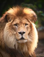 Obraz premium Lion. Symbolizes strength and courage its natural habitat