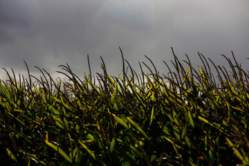 Dark cloudy stormy sky with wheat growing in a field 