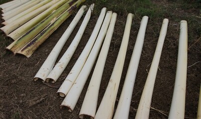 Obraz premium banana stem, photo of banana stem dried in the sun so it can be used to make crafts