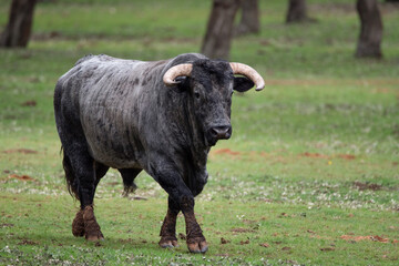 Spanish black brave bull charging in the pasture
