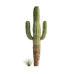 3d rendering of a sizable saguaro cactus with a tiny desert plant at its base, set against a transparent backdrop