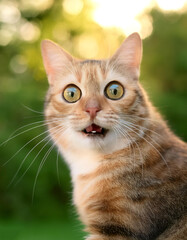 Funny Cat ​​expression or funny pose with blur green bokeh background