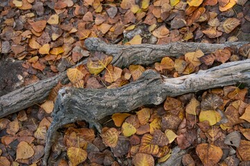 Autumn Bliss: A Scenic Forest Floor Covered in Golden Leaves