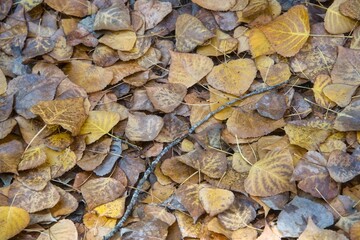 Autumn Bliss: A Scenic Forest Floor Covered in Golden Leaves