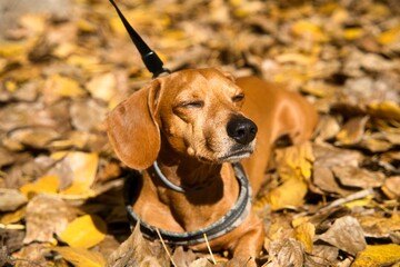 Dachshund Enjoying a Sunny Autumn Day on a Bed of Fallen Leaves