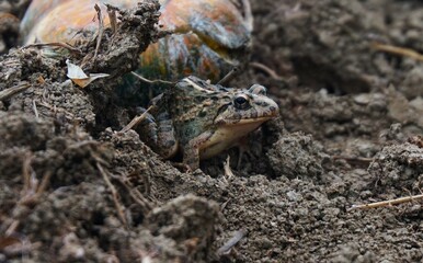photo of a rice field frog lying on the ground, cute frog, rice field frog