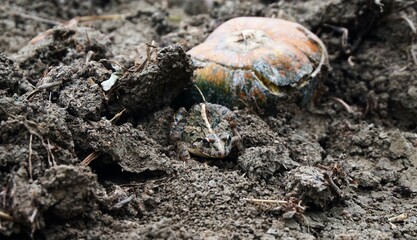 photo of a rice field frog lying on the ground, cute frog, rice field frog