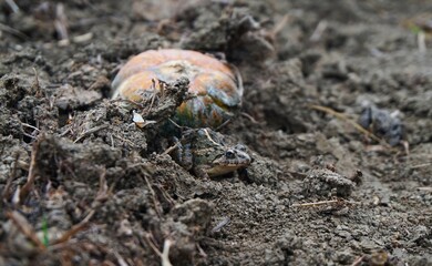 photo of a brown rice field frog, on dry ground